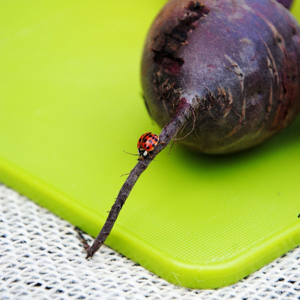 lady bug on a fig
