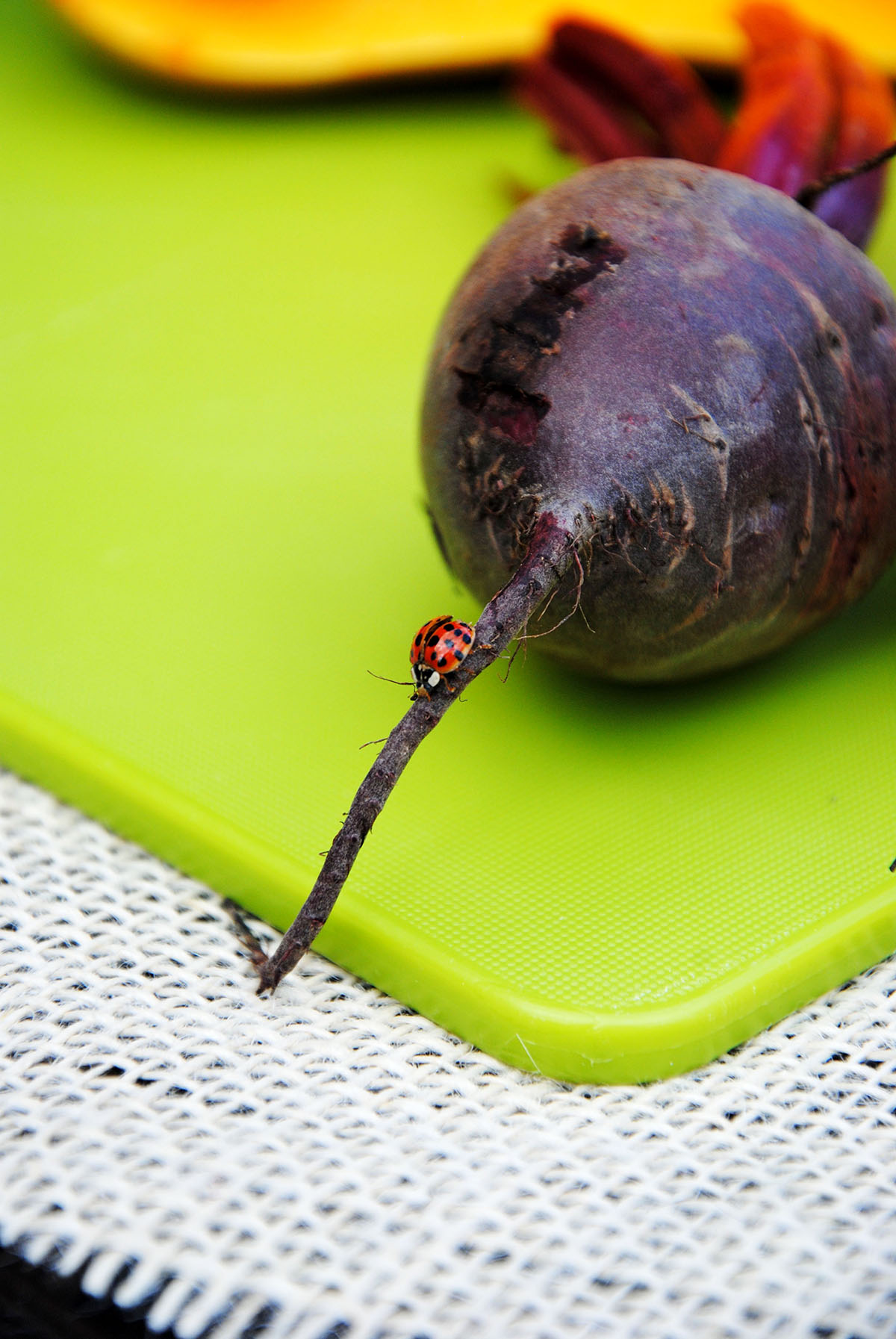 lady bug on a fig