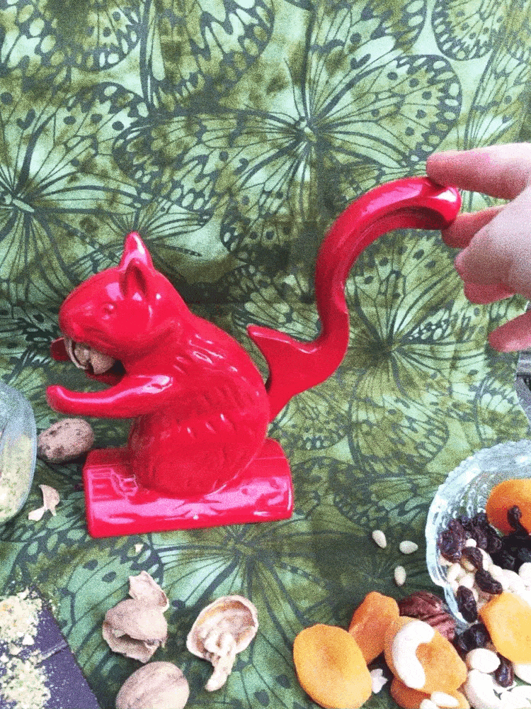 red nut cracker squirrel cracking nuts